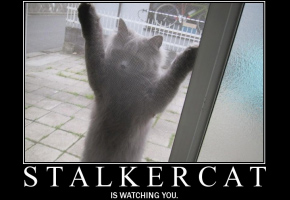 Now imagine this cat also sounds like Harvey Fierstein.